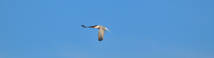 Sterne Pierregarin / (En) 	Common Tern