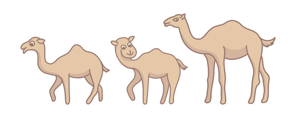 camel cute character, flat style set collection vector cartoon design graphic