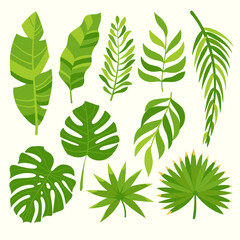 Set of tropical leaves. Green leaves of the jungle. Monstera, banana, palm, hovea, livistona. Vector illustration. 
