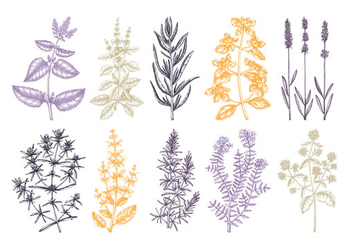 Traditional Provence herbs collection - savory, marjoram, rosemary, thyme, oregano, lavender. Hand-sketched kitchen herbs, aromatic and medicinal plants illustration.