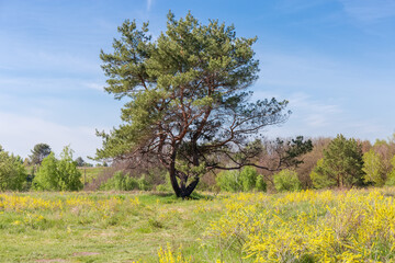 Pine with curved triple trunk among the meadow against sky