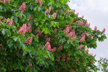 Obraz premium Branches of red horse-chestnuts with inflorescences against cloudy sky