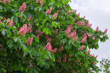 Branches of red horse-chestnuts with inflorescences against cloudy sky
