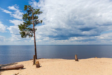 Tall pine on high shore of the reservoir against sky