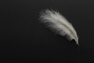 Obraz premium White feather and copy space on black backgrounds