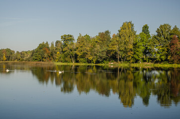 Lielberkene mill lake in sunny day, Latvia.