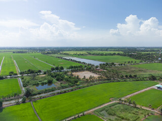 Fototapeta na wymiar Aerial view of the agricultural rice fields in Thailand during a sunny day . 