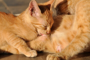 Fototapeta na wymiar The yellow mother cat is breastfeeding her kitten