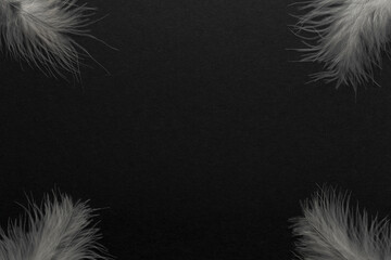 Obraz premium White feather and copy space on black backgrounds