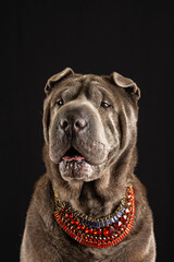 Close-up of gray shar pei female dog with red collar, on black background, vertical