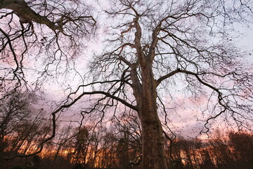 Obraz na płótnie Canvas Ein großer, laubloser Platanenbaum mit große Äste in lila Licht des Sonnenuntergangs fotografiert.