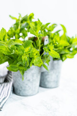 Garden mint