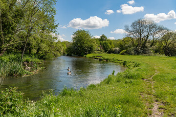Fototapeta na wymiar River Gade on Croxley Moor, Rickmansworth, England