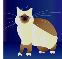 birman cat in blue background vector illustration