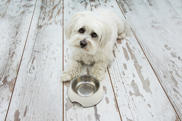 Sad Maltese dog begging food next to an empty bowl, lying down and tilting head side on vintage...