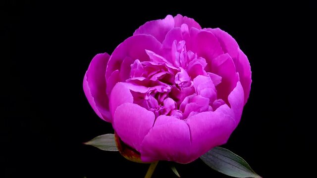 The flower blooms. Timelapse blooms bud of pink peony flower. Spring and the beginning of life.