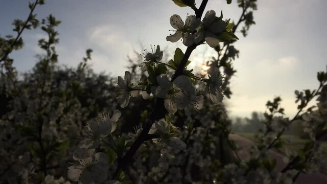 Blooming an apple tree at dawn and park