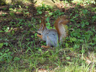 The gray-red squirrel eats dates on the ground with green grass. Squirrel in the city park