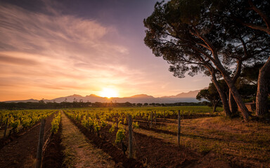 Naklejka premium Sunrise over vineyard in Corsica