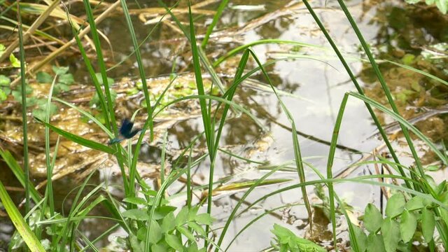 Slow motion 4k shot of a blue dragonfly taking off from a green grass and fly by towards the left side of the shot. On the background a waterpond with calm water
