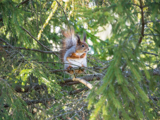 A gray-red squirrel sits on a branch of a coniferous tree. The squirrel presses its paws to the body. Surprised squirrel. Unusual face. Squirrel in the city park.