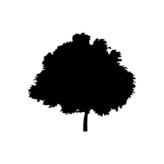 tree silhouette on white background