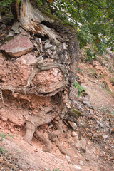 Dirt eroding to show tree roots in the ground on a hiking path in Germany.