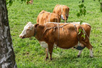 Obraz premium Cows graze on the pasture. Cow bra. Cattle. Cows eat grass. Agriculture. 