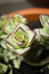 Succulent plant with rose shaped ramifications