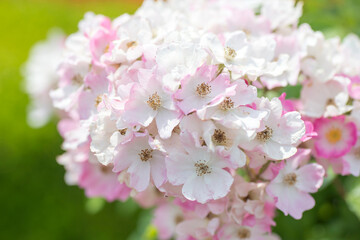 満開のバレリーナ（バラ）