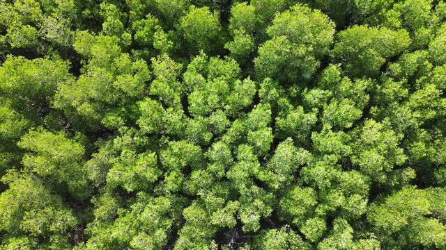 Mangrove forest aerial top view. Drone rise up  above texture in nature.