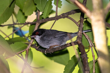 Sardinian warbler on a tree branch