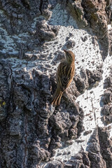 Short-toed Treecreeper on a tree trunk