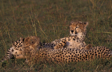 Cheetah, Jachtluipaard, Acinonyx jubatus