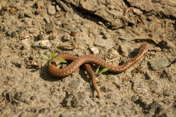 Zigzag Viper, Poland. 06/06/2021 17:30