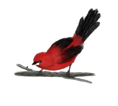 Red birds Cardinal on the branch. Watercolor hand drawn illustration