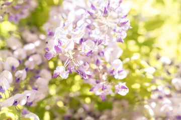 Close up blossoming wisteria lilac flowers on defocused natural leaves and blue sky background. Selective focus.