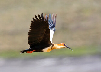 Zwartmaskeribis, Black-faced Ibis, Theristicus melanopis