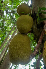 fruit on tree this is jackfruit 