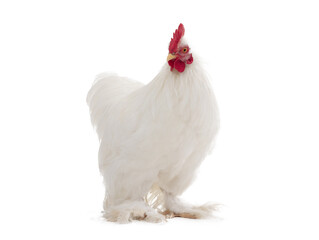 white cockerel isolated on white background