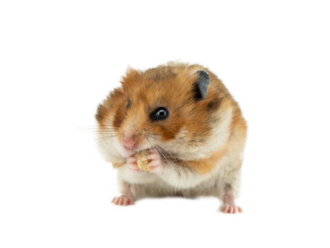 Syrian hamster eating crackers isolated on white background
