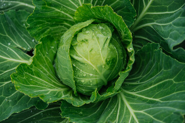 Obraz premium Green fresh cabbage grows in the garden. Large cabbage leaves are wet from the rain. Gardening and agriculture.