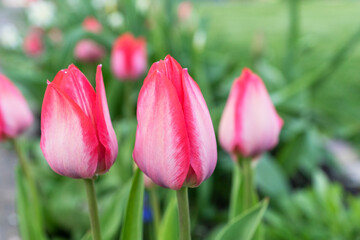 Gentle pink tulips in spring garden. Beauty in nature.