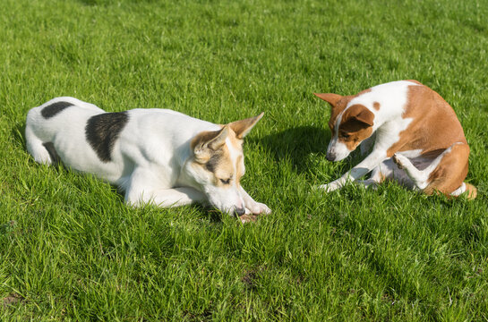 Basenji dog hesitate to take off bone from bigger and younger cross-breed of hunting and northern dog friend  while resting on spring lawn
