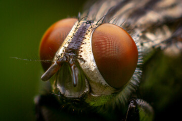 close-up photo of flies on leaves