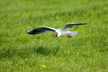 Kokmeeuw, Common Black-headed Gull, Chroicocephalus ridibundus