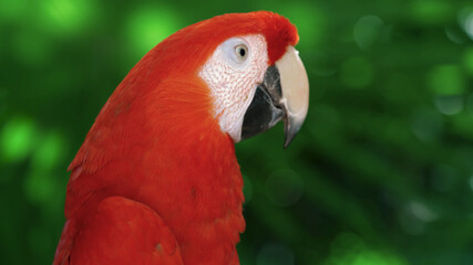 The most beautiful colors of nature. Interesting animals