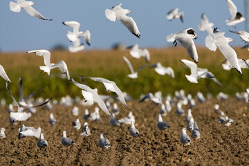 Kokmeeuw, Common Black-headed Gull, Chroicocephalus ridibundus