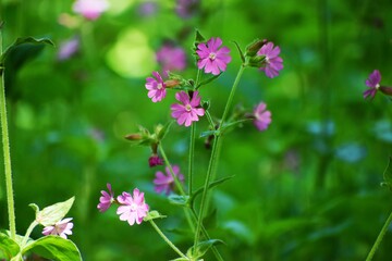Fleurs rose en forêt