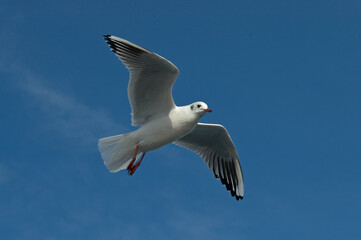 Black-headed Gull, Kokmeeuw, Larus ridibundus